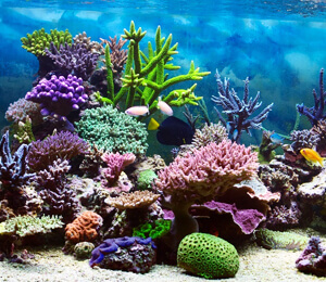 Coral Reefs to See in Cabo